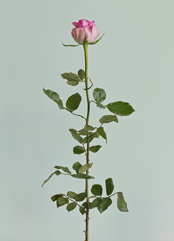 ⓒ Heeseung Chung, Untitled 04, Archival Pigment Print, 78x108cm, 2016.jpg