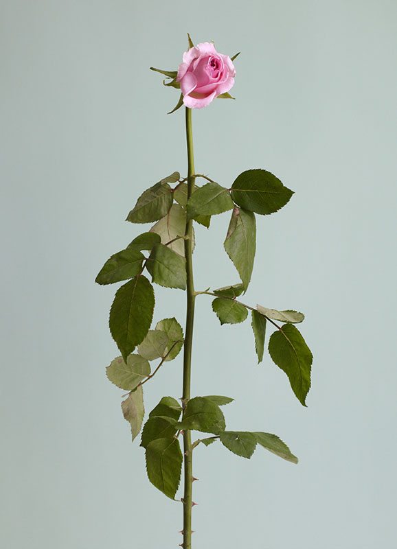 ⓒ Heeseung Chung, Untitled 02, Archival Pigment Print, 78x108cm, 2016.jpg