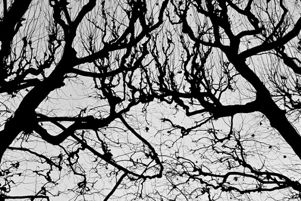 ⓒ김성수, tree, 9, Inkjet Print, 100x100cm, 2008.jpg